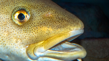 Photo d'un poisson en gros plan