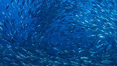 Photo d'un banc de poisson