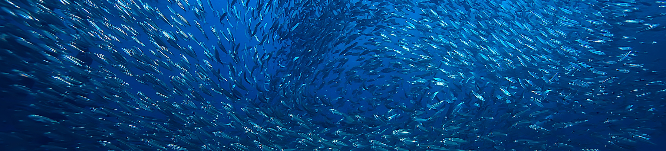 Photo de poissons dans la mer