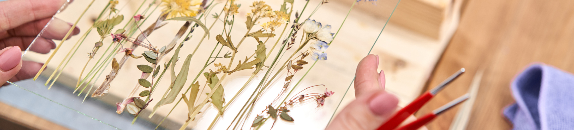 Photo d'un herbier