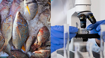 Photo de poissons et d'un microscope
