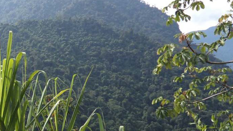 Paysage de forêt sud américaine