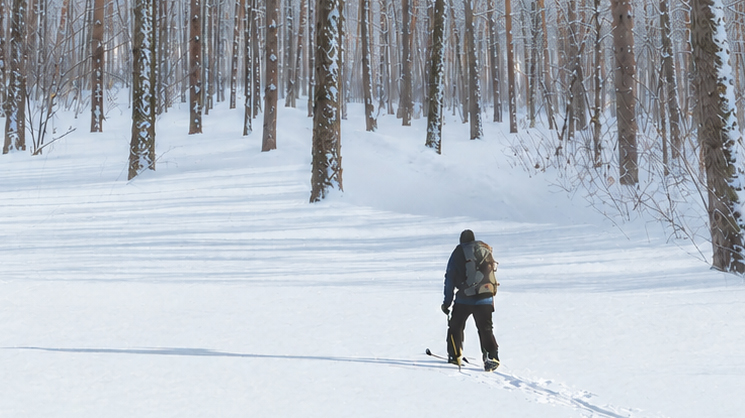 Affiche du film "Dans les forêts de Sibérie"